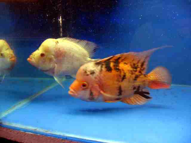 Assorted 2-3 inch Flowerhorn Assorted 2-3 inch Flowerhorn
